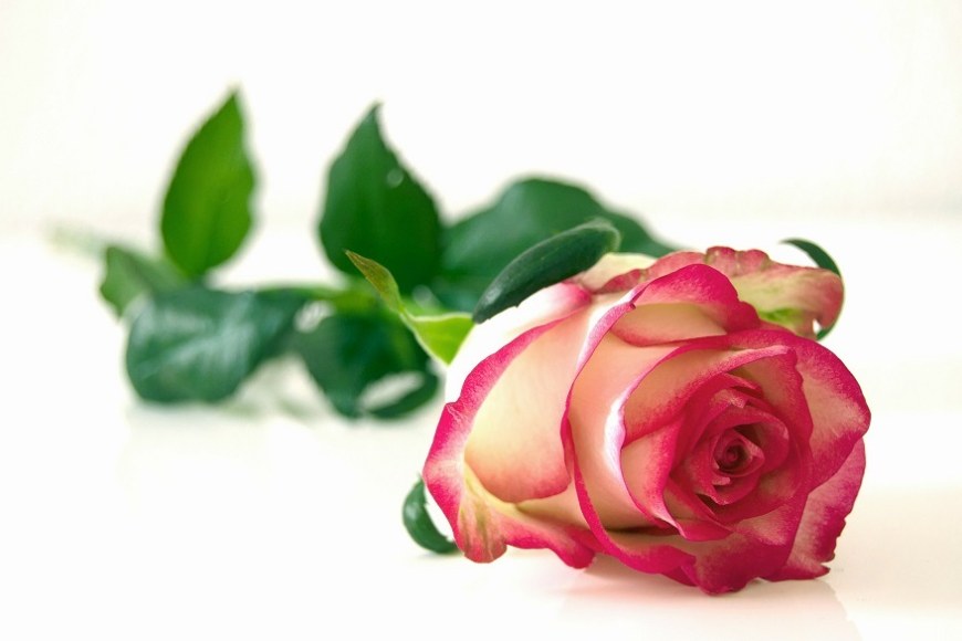 Ruusu, valmistuminen, Pixabay