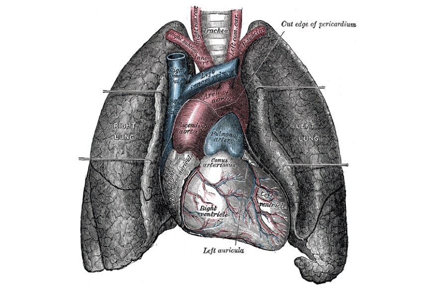 keuhkot. Kuva: Gray's Anatomy / Wikimedia Commons