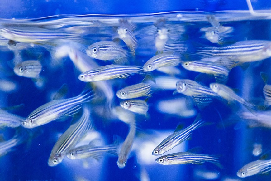 https://www.tuni.fi/en/research/zebrafish-facility