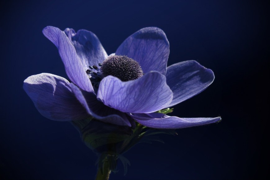 Sininen anemone