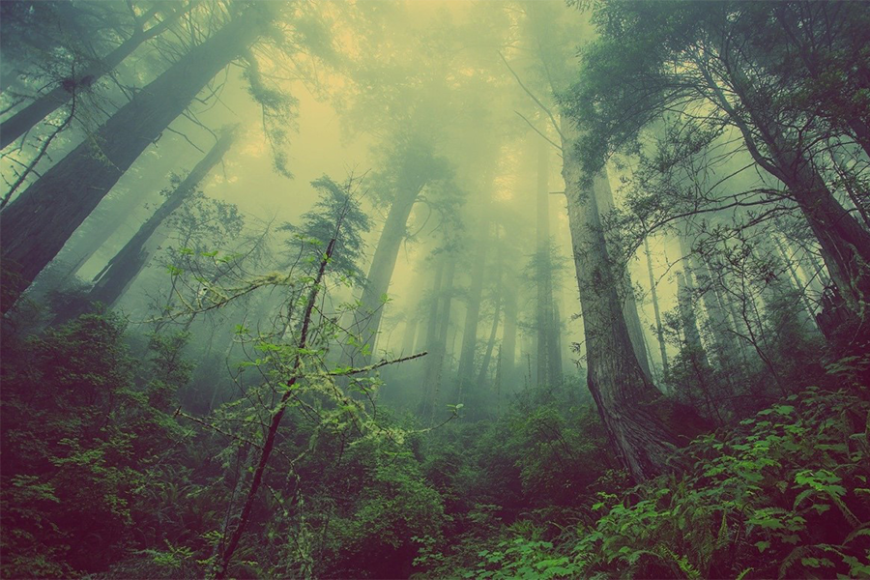 Pine forest. Photo: Pixabay