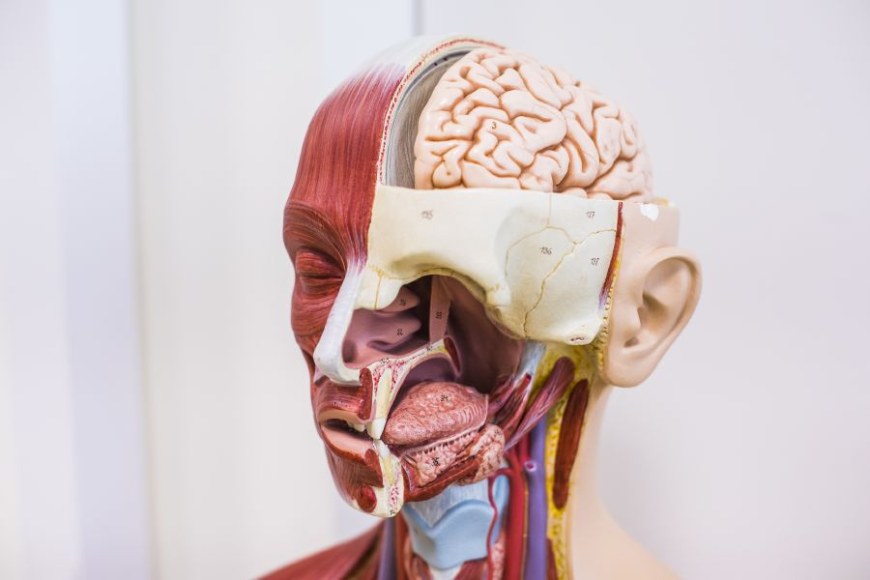 viitekuvassa opetusmalli, halkaistu ihmisen pää jossa näkyy mm. aivoja
