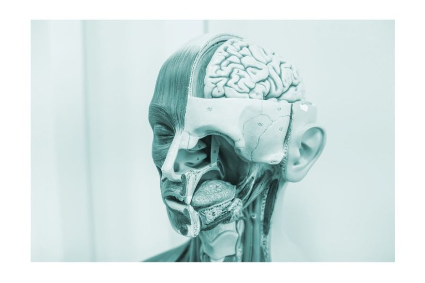 viitekuvassa lääketieteen opetusvälinepää, joka esittää puoliksi tavallisen pään, puoliksi aivojen rakenteen