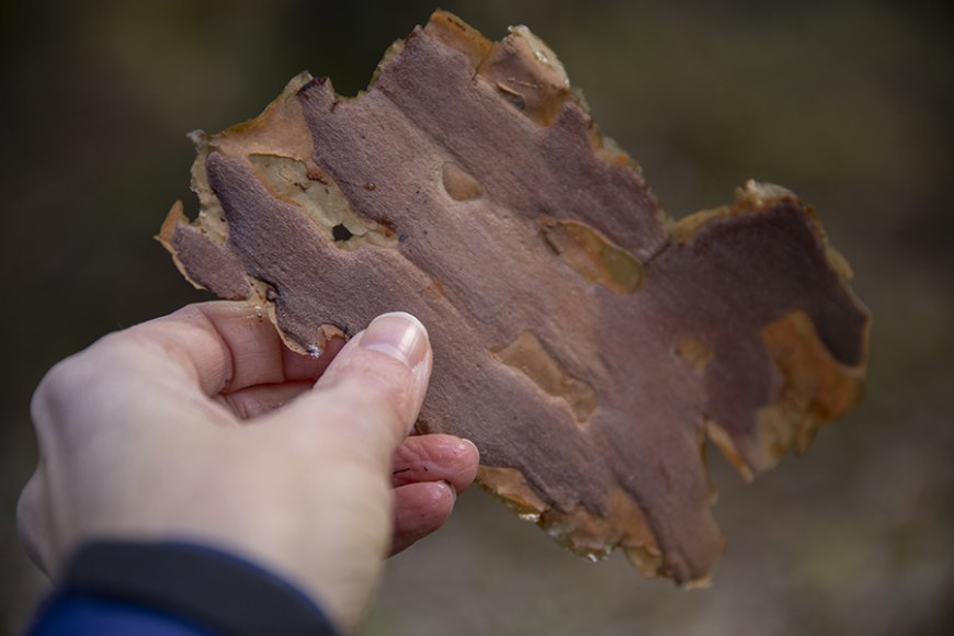 Close-up of bark in a person's hand.