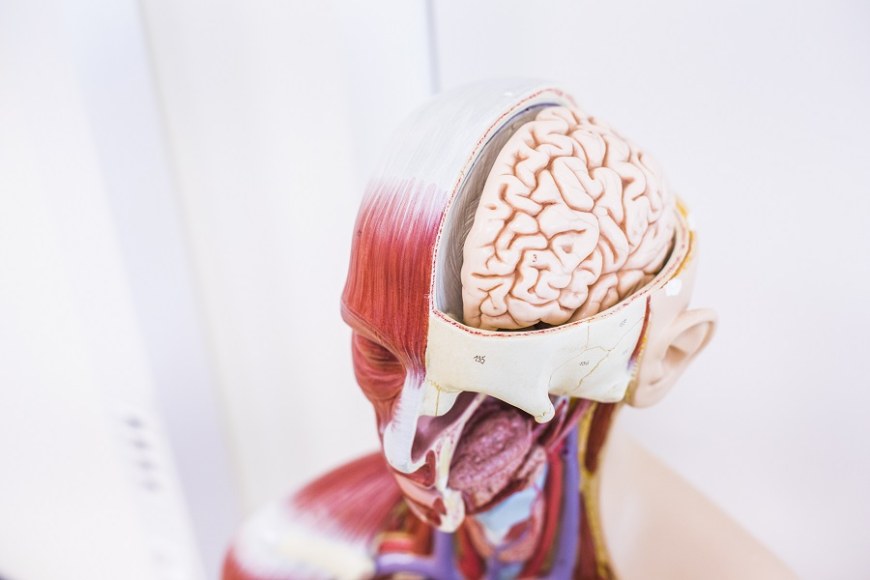 Anatominen malli ihmisen päästä.