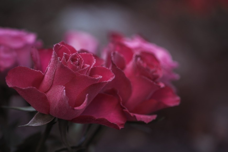 Kuvassa huurtuneita ruusuja