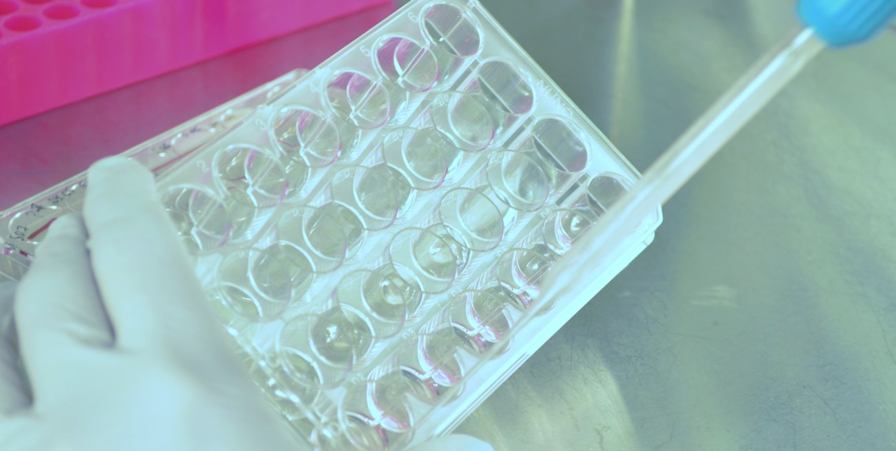 The adults stem cells organoids facility