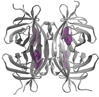 Structure of tetrameric avidin with four biotin molecules in their binding pockets