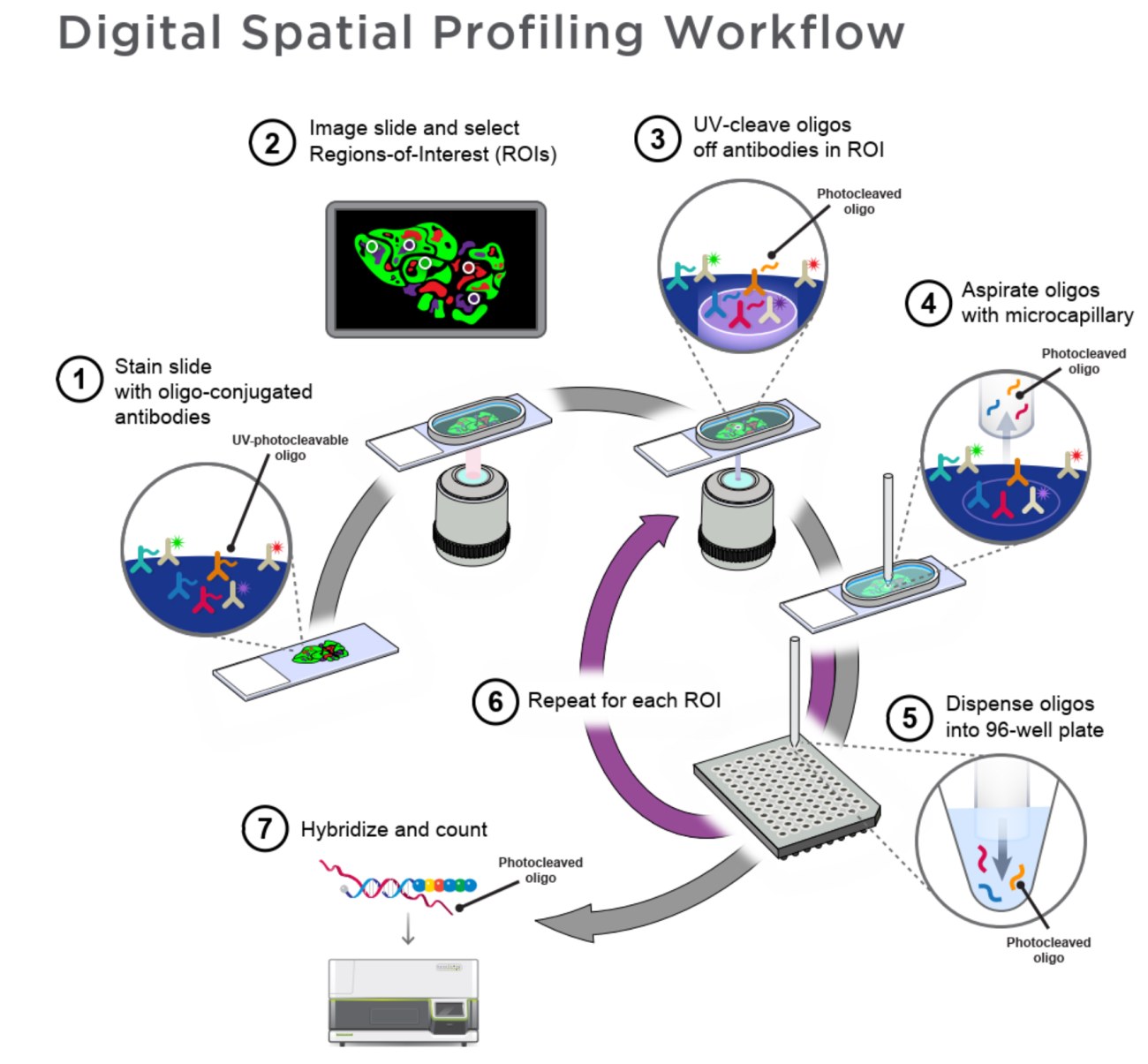 GeoMx - Digital Spatial Profiling Workflow
