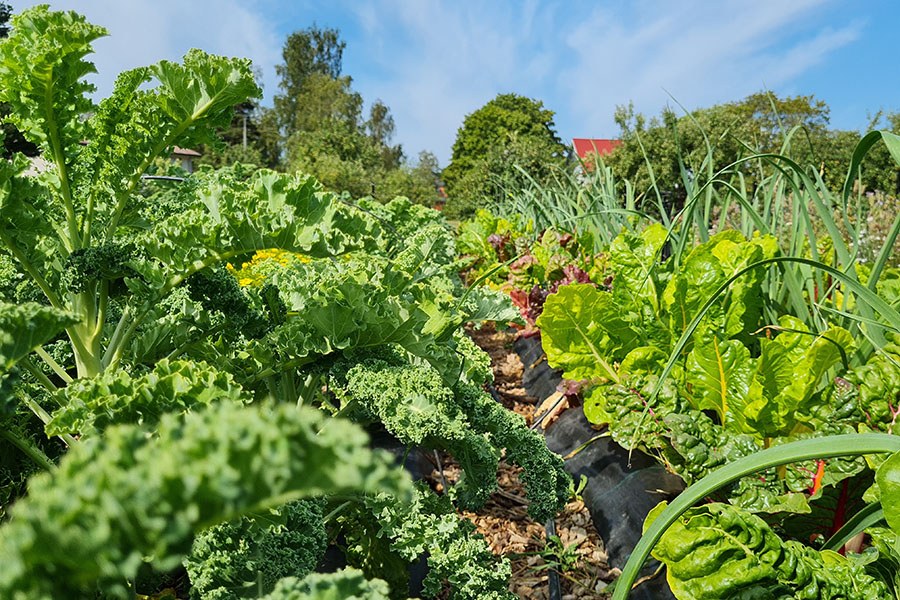 A small-scale garden, where grows different kinds of edible plants.