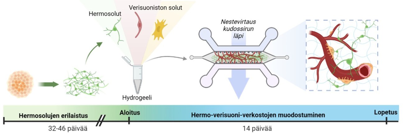 Havainnointikuva siitä, miten Hermo-verisuoni kudosmallin kehittäminen mikrokokoisille kudossiruille vie noin kaksi kuukautta 