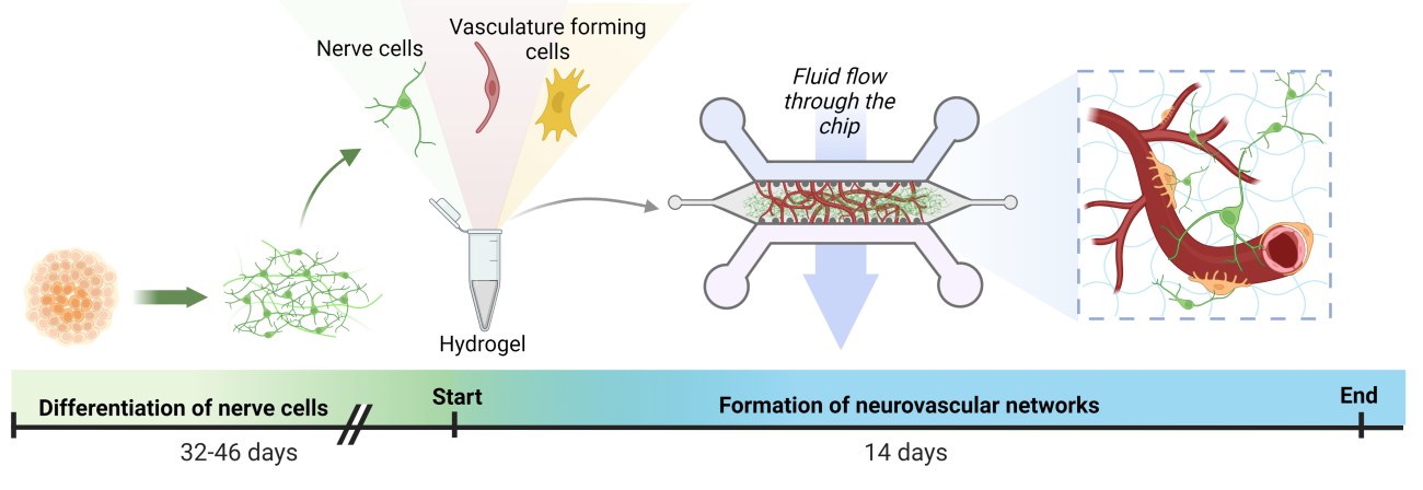 The development of a neurovascular tissue model demonstrated in a picture