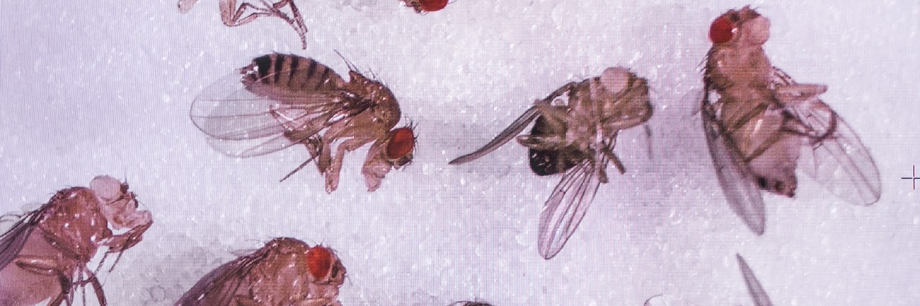 Fruit Fly (Family Drosophilidae) – Field Station