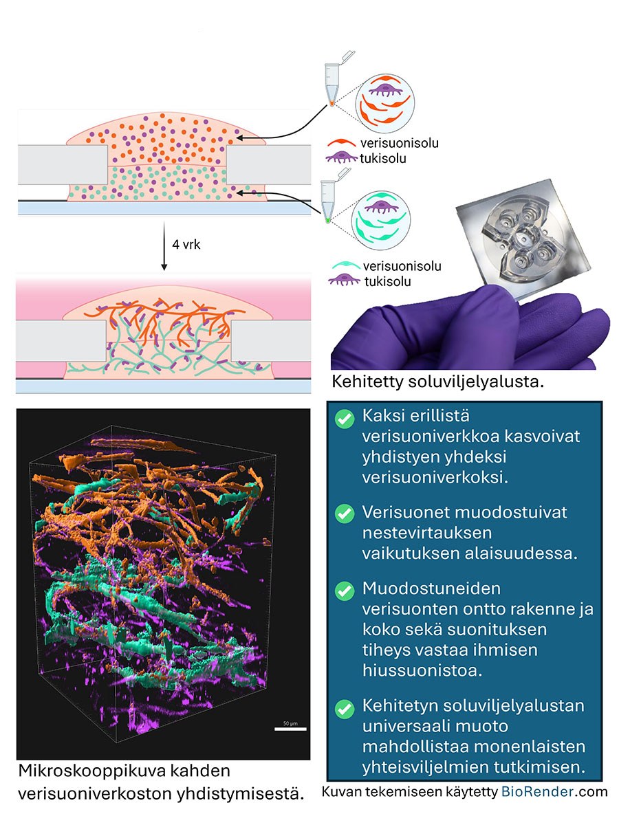 Graafinen havainnekuva, kuinka kaksi erillistä verisuoniverkkoa kasvoivat yhdistyen yhdeksi verisuoniverkoksi sekä pieni neliönmuotoinen esine, joka on tutkimuksessa kehitetty viljelyalusta, joka mahdollisti verisuonten yhdistymisen.