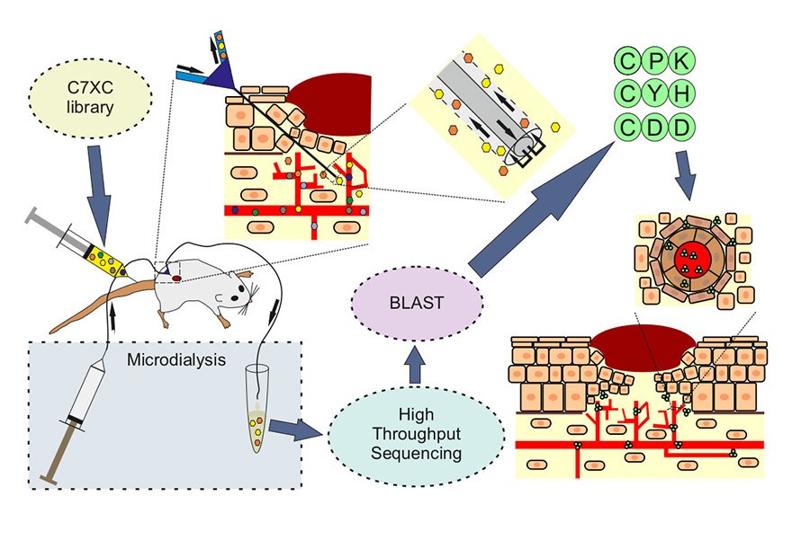 Diagram illustrating the use of microdialysis with bacteriophages for screening peptides through the skin wound of a test animal. Included is a microdialysis catheter, a peptide library and steps for peptide collection and analysis.