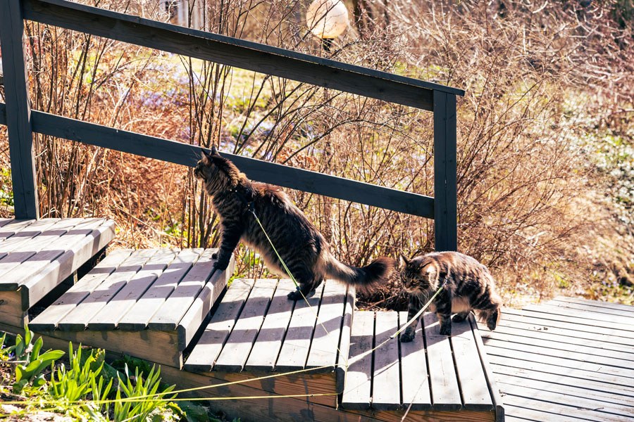 Kissat kulkevat portaita pitkin ylöspäin.