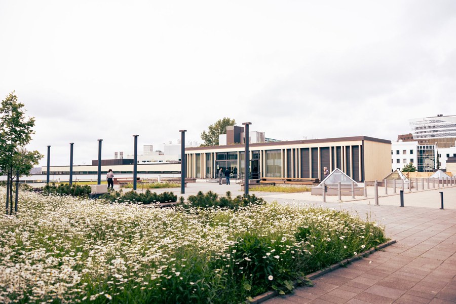 Päivänkakkarat kukkivat keskustakampuksella.