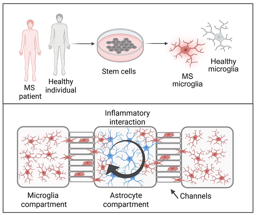 A graphical abstract illustrating the investigation of cellular interactions in multiple sclerosis.