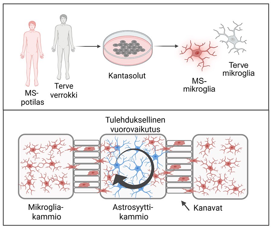 Graafinen abstrakti solujen vuorovaikutuksen tutkimisesta MS-taudissa.