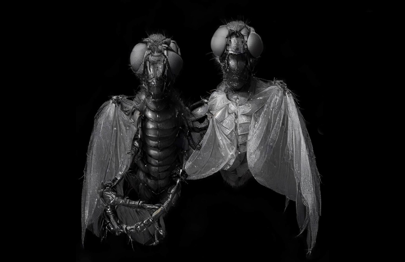 Kuva Jurgis Petersin tutkimusesittelystä, mäkäräiset transformaatio