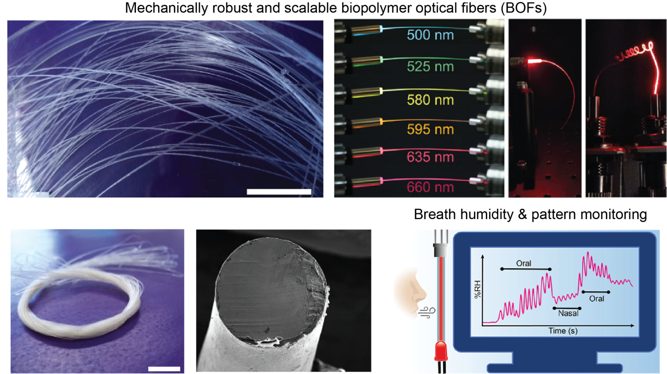 Biopolymer optical fibers