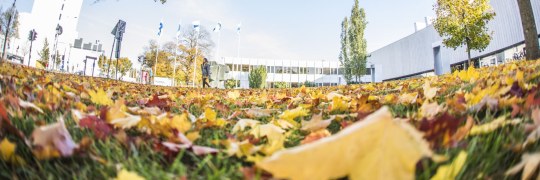University city centre campus in the autumn, leaves.